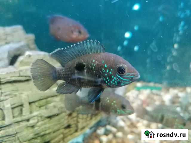 Акара бирюзовая Нижний Тагил - изображение 1