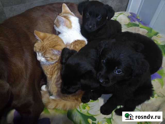 Щенки лабрадора Пермь - изображение 1