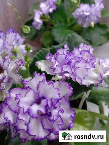 Сортовые фиалки Тула - изображение 1