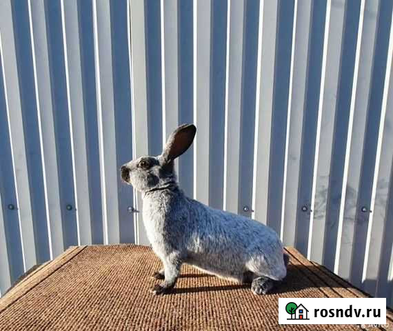 Кролики породы Серебристый Черницыно - изображение 1