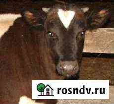 Говядина домашняя Первоуральск