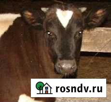 Говядина домашняя Первоуральск - изображение 1