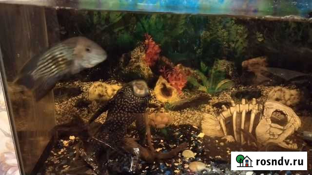 Аквариум, сом парчовый большой (птерогоплихт) Тверь - изображение 1