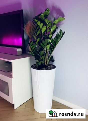 Замиокулькас в кашпо (150 см) Москва - изображение 1