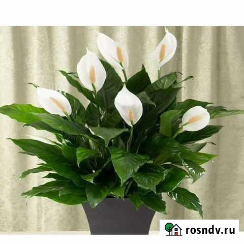 Уборка Петропавловск-Камчатский - изображение 1