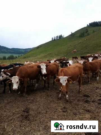 Продажа Быки,Телки. Кони 500гол Белокуриха - изображение 1