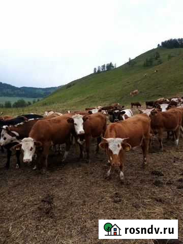 Продажа Быки,Телки. Кони 500гол Белокуриха - изображение 1