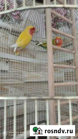 Попугай Уруссу - изображение 1