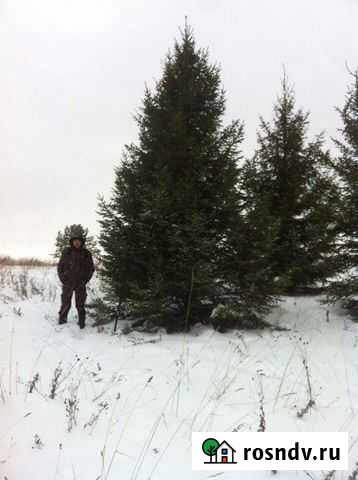 Саженцы ель крупномер из питомника Нижний Новгород - изображение 1