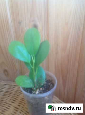 Фикус мокламе Воронеж - изображение 1