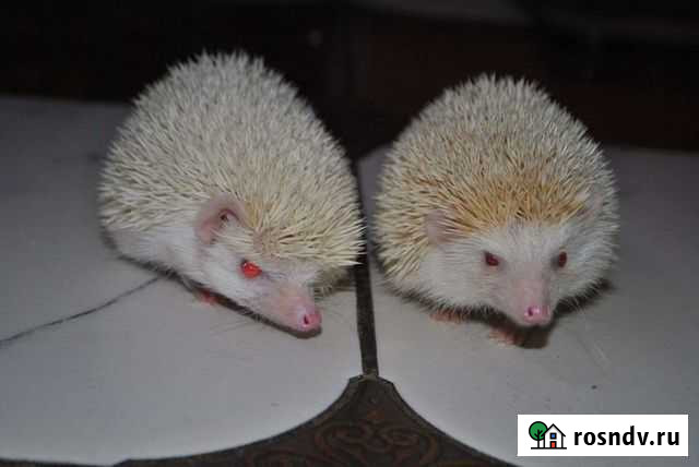 Ежик на вязку Шахты - изображение 1