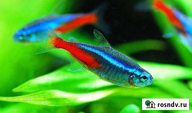 Гуппи, неон Смоленск - изображение 1