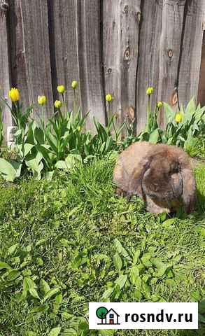 Кролик французский баран Климово - изображение 1