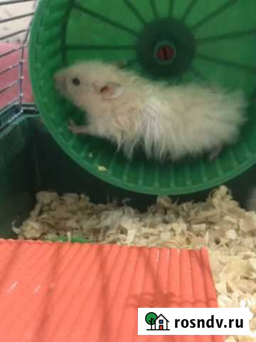 Сирийский хомяк Липецк - изображение 1