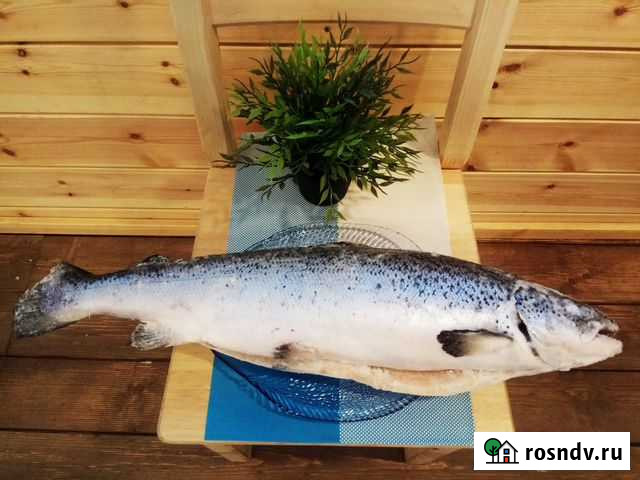 Сёмга свежемороженая потрошёная IQF 1 кг Петрозаводск - изображение 1