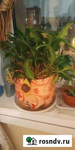 Спатифиллум Москва - изображение 1