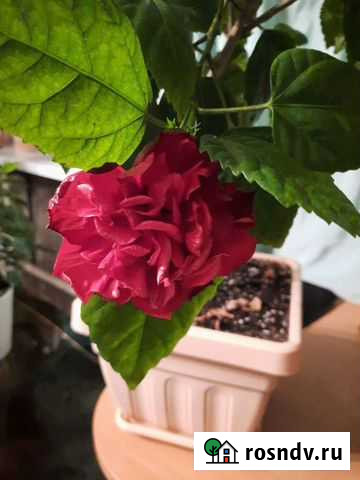 Гибискус красный махровый Кострома - изображение 1