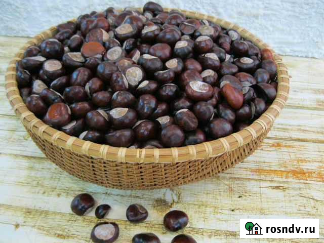 Каштаны - семена Саратов - изображение 1