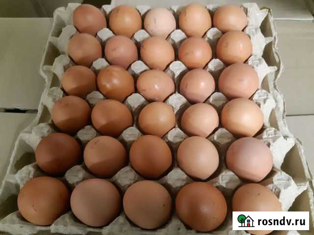 Яйцо куриное Ижевск - изображение 1