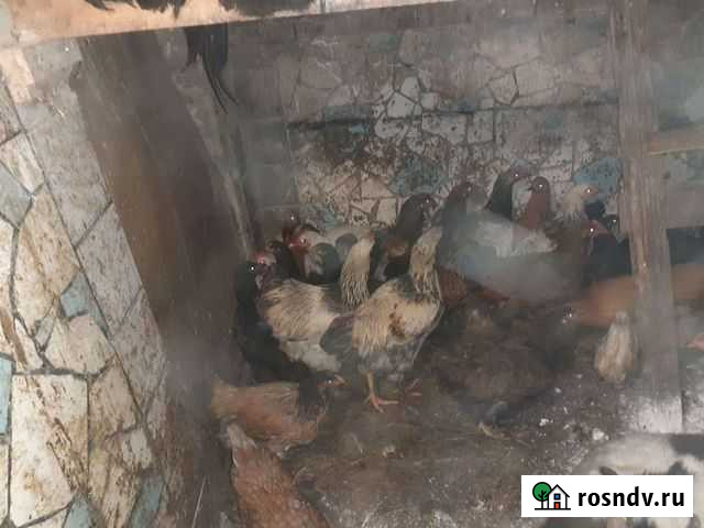 Молодые Куры Брама Уфа - изображение 1