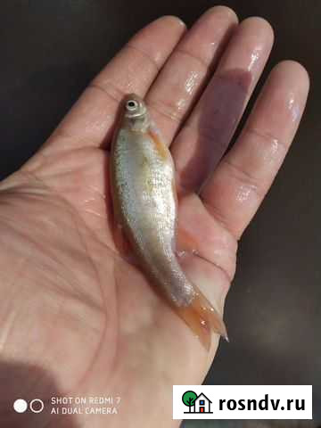 Живец Серышево - изображение 1