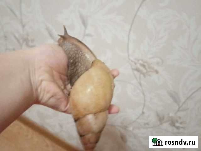 Улитки Волгоград - изображение 1