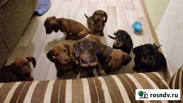 Щенки таксы стандартной гладкошерстной Балашиха - изображение 1