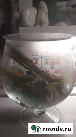 Террариум бокал для улиток Москва - изображение 1