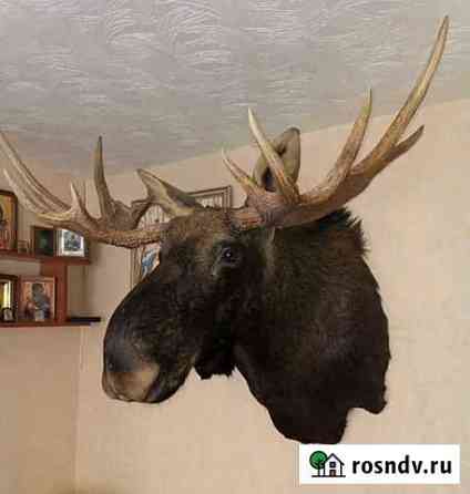 Голова лося Железногорск