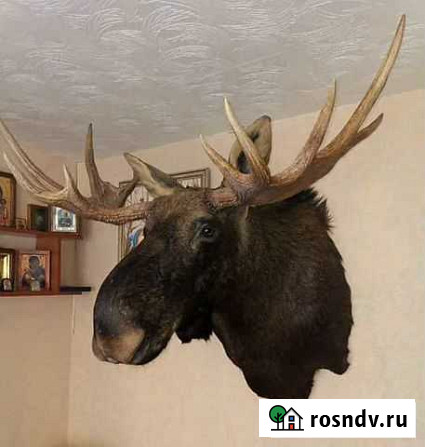 Голова лося Железногорск - изображение 1