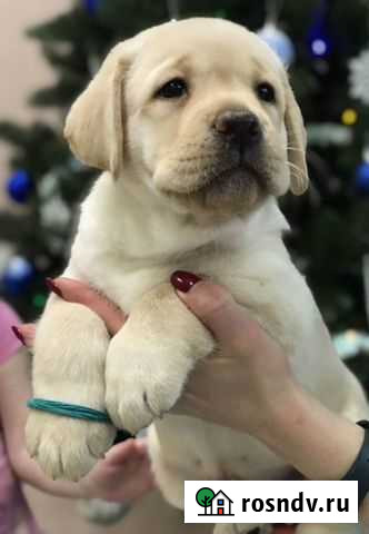 Лабрадор Ростов-на-Дону - изображение 1