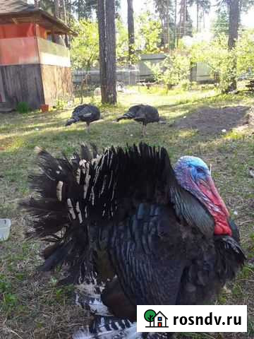 Семья индейку Ильинский - изображение 1