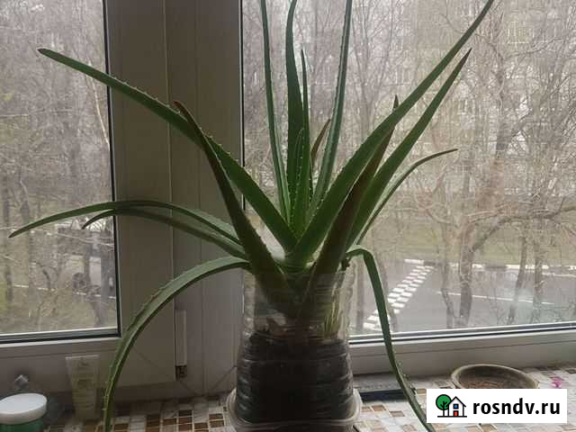 Алое-вера Мытищи - изображение 1