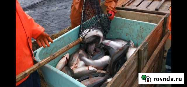 Форель Радужная Нпсг Петрозаводск - изображение 1