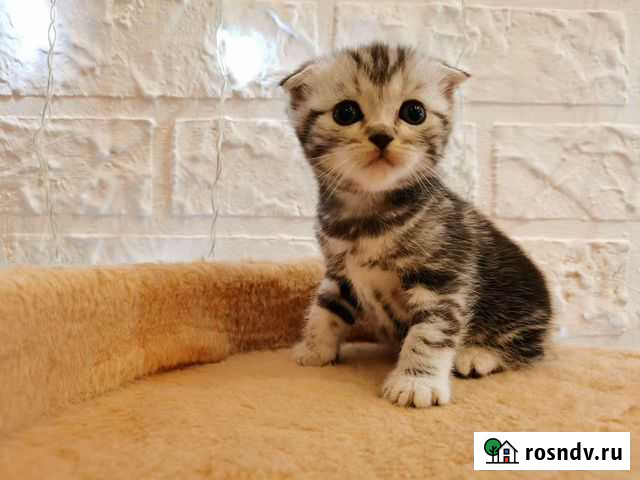 Шотландские котята Ахтубинск - изображение 1