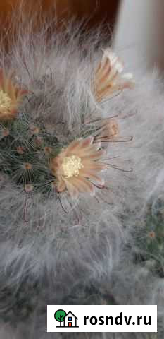 Кактус Смоленск - изображение 1