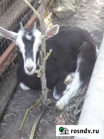 Коза Краснослободск - изображение 1