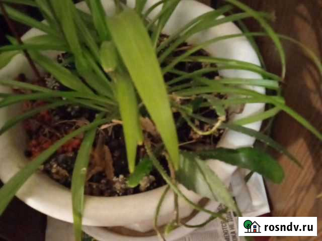 Хлорофитум Химки - изображение 1