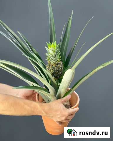 Ананас Чампака Севастополь - изображение 1