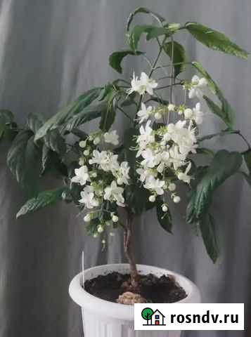 Клеродендрумы на срез Саратов - изображение 1