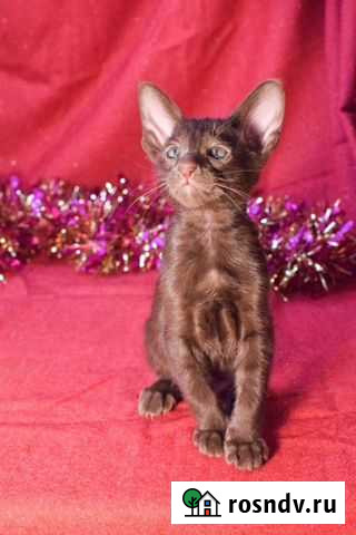 Ориентальные Волгоград - изображение 1