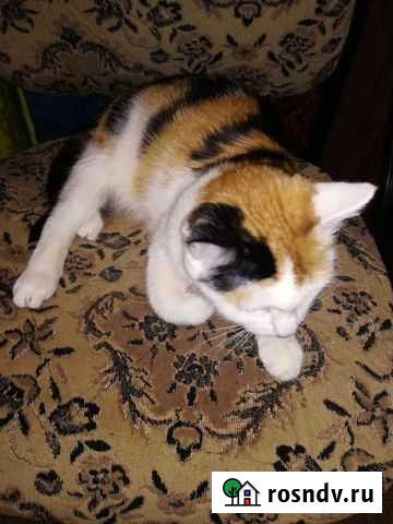 Кошка Октябрьский - изображение 1