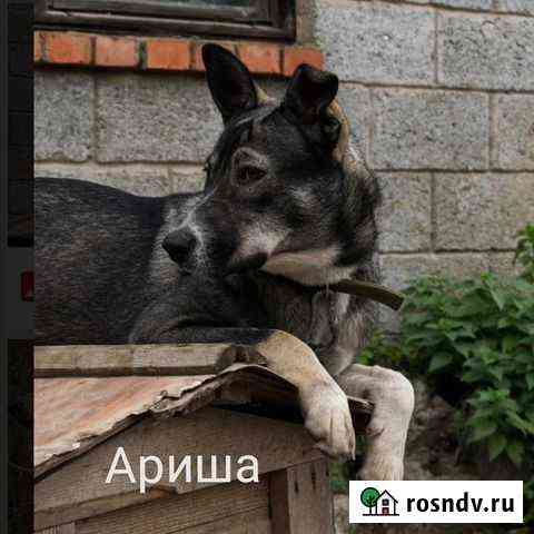 Ариша, 2 года. Молодая, стерилизована. Охранница Яблоновский