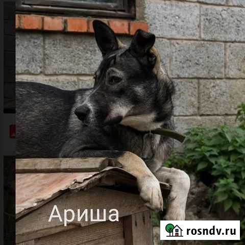 Ариша, 2 года. Молодая, стерилизована. Охранница Яблоновский - изображение 1