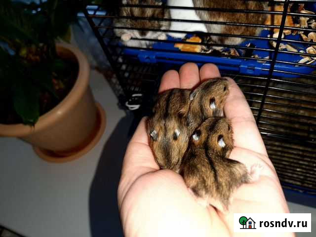 Джунгарский хомяк Вичуга - изображение 1