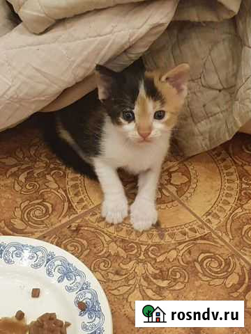 Домашние котята в добрые ручки Севастополь - изображение 1