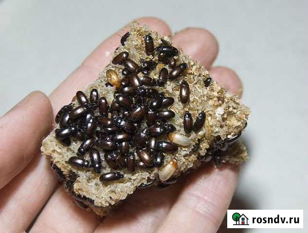 Жук Лекарь Мостовской - изображение 1