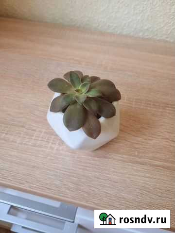 Эхеверия Севастополь - изображение 1