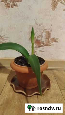 Домашняя лилия Москва - изображение 1