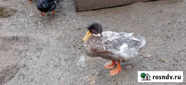 Продам уток Семенов - изображение 1